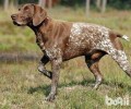 波音达猎犬的选择规范是啥？