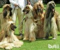 阿富汗猎犬好养吗？要怎么养？