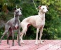 灵缇犬性格特征？灵缇犬详细介绍