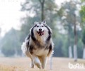 阿拉斯加犬的缺陷大盘点，看看你能接纳好多个？
