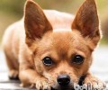 小鹿犬和吉娃娃哪家好？小鹿犬和吉娃娃的差别