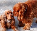 美国可卡和英国可卡犬的差别是啥？