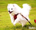 日本狐狸犬详细介绍，日本狐狸犬购买方法
