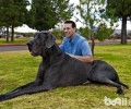 大丹犬凶吗？大丹犬性情如何？