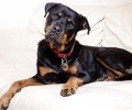 这全是误解？罗威纳犬被大家误会了这些年？