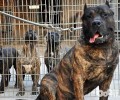 加纳利犬的缺陷你可以接纳吗？