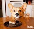 柯基幼犬如何选择？如何看成色？
