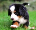 伯恩山犬与圣伯纳相貌一样吗？如何判断？