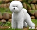 卷毛比熊犬怎么养？卷毛比熊犬详细介绍