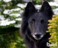 丹麦牧羊犬价格，丹麦德牧犬多少钱一只？