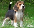 米格鲁犬如何？米格鲁犬优点和缺点