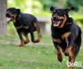 罗威纳犬的性情怎么样？怎么样养？