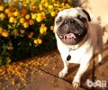 如何判断巴哥犬成色怎么样？