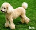 泰迪犬如何剪修会较为漂亮？