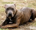 杜高犬和比特犬谁强大？比特犬vs杜高犬