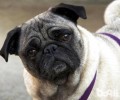 巴哥犬和斗牛犬的差别？