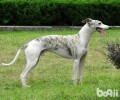 惠比特犬怎么养？惠比特犬好养吗？