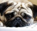 小巴哥犬要怎么饲养？