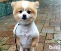 狗修毛以后会不高兴吗？狗修毛后不高兴该怎么办？