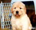 金毛幼犬如何饲养？金毛幼犬的喂养