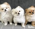 俊介狗狗多少钱一只？俊介犬价钱