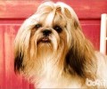 拉萨犬多少钱一只？拉萨犬价钱