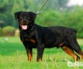 坎高犬和罗威纳谁强大？坎高犬VS罗威纳哪家好？