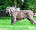 纽波利顿獒犬要多少钱？纽波利顿獒犬价钱