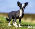 中国冠毛犬多少钱一只？中国冠毛犬价钱