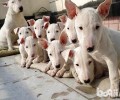 迷你牛头梗好养吗？迷你牛头梗喂养