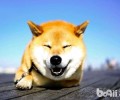 狗耳朵的语言表达你掌握吗？教你了解小狗耳朵里面及双眼语言表达
