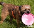 赢得猎狐犬如何？赢得猎狐犬喂养