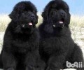 纽芬兰犬如何？纽芬兰犬合适家里养吗？