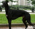 格力犬多少钱一只？格力犬价格