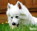 爱斯基摩犬掉毛吗？爱斯基摩犬掉毛该怎么办？
