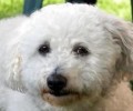 西班牙马德里犬多少钱一只？西班牙马德里犬价钱