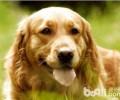 老年人犬该怎么医护？该怎么安享晚年？