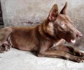 红狼犬特性详细介绍，红狼犬图片