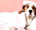 秋冬季时节小狗非常容易沾染犬冠状病毒吗？