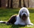 古牧犬掉毛吗？古牧犬修毛