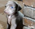 威玛猎犬合适家里养吗？魏玛猎犬详细介绍