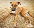 罗得西亚脊背犬如何？罗得西亚脊背犬性情