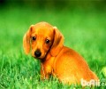 腊肠犬好养吗？腊肠犬性格特征