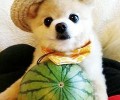 俊介怎么养？俊介好养吗？