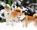 柴犬有几种颜色？柴犬怎么养？