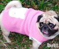 八哥犬只认一个主人家吗？如何让八哥犬喜爱主人家？