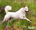 卡南犬要多少钱？卡南犬如何喂养？