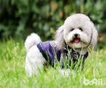 聪慧的宠物犬有什么？全球聪慧的宠物狗排名