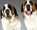 为何要限养圣伯纳？圣伯纳犬缺陷
