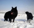 黑熊犬好养吗？黑熊犬怎么养？